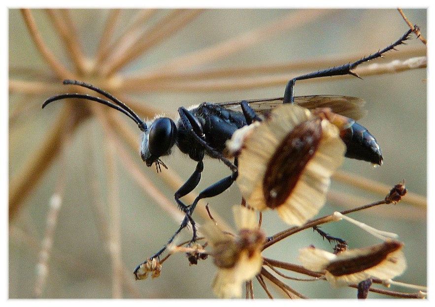 Sphex cf. funerarius (Sphecidae).